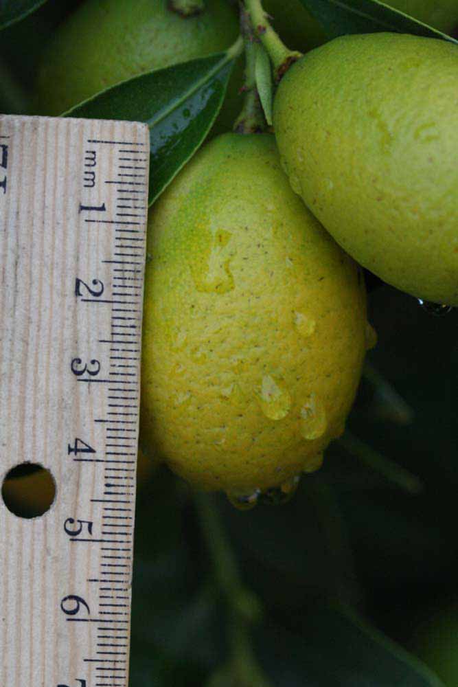             Fruit (Riverside, CA)   